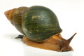 Achatina schweinfurthi simulans Congo adult